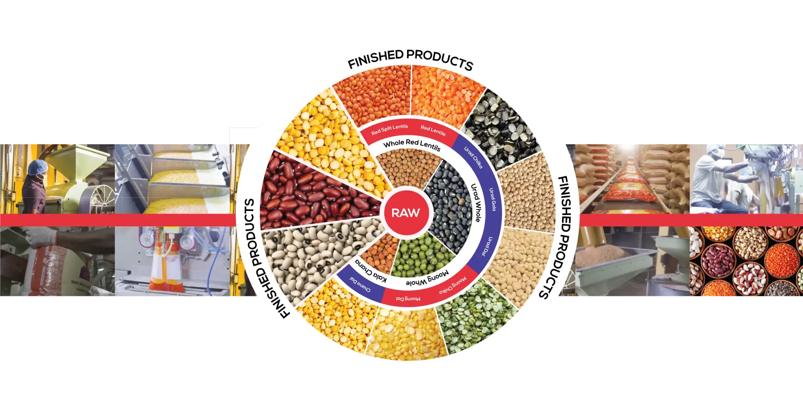 Diagram showing raw pulses in the centre and their finished, processed forms around the outside — including whole red lentils, red split lentils, urad, moong, chana and kala chana.