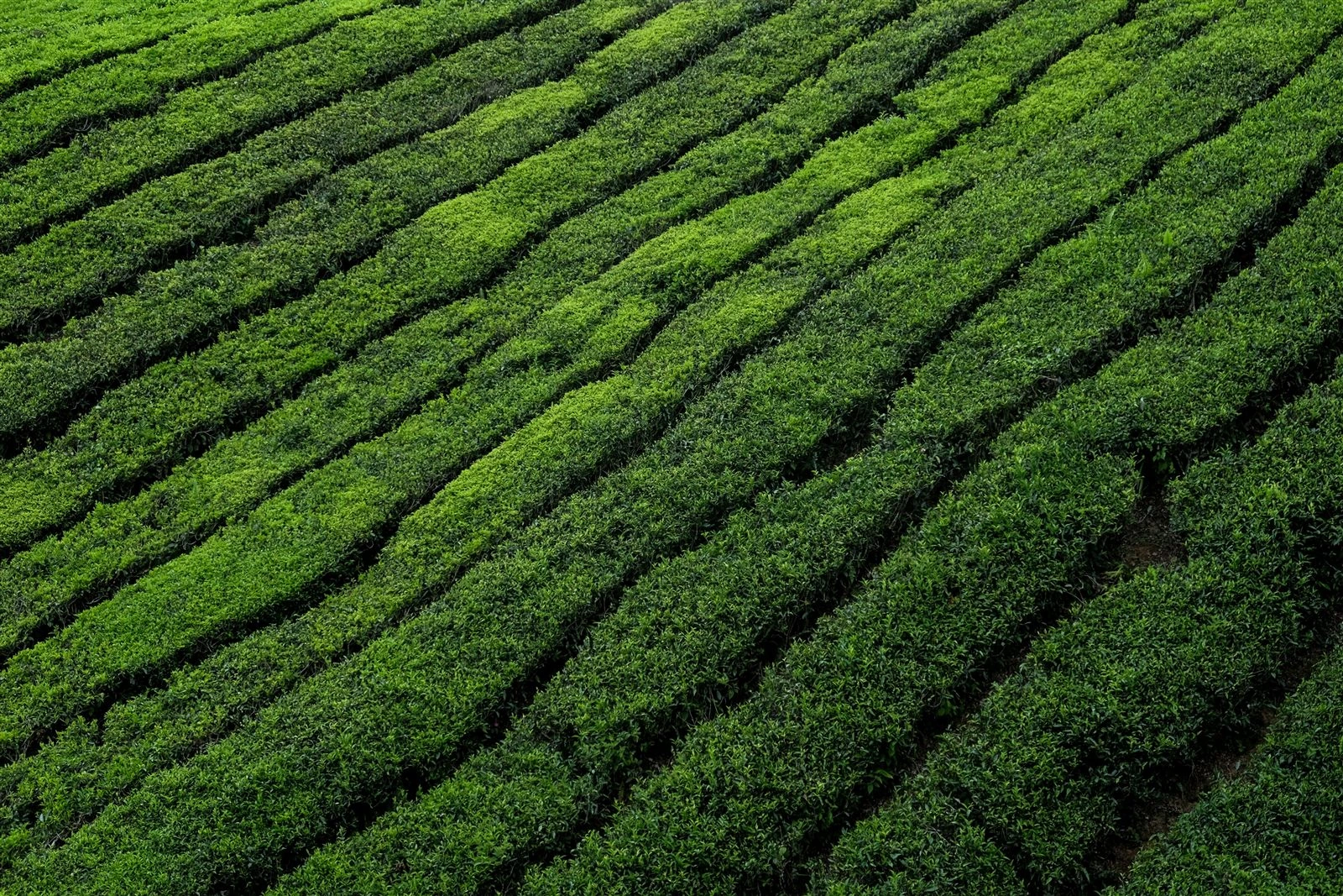 Rows of tea bushes on a plantation